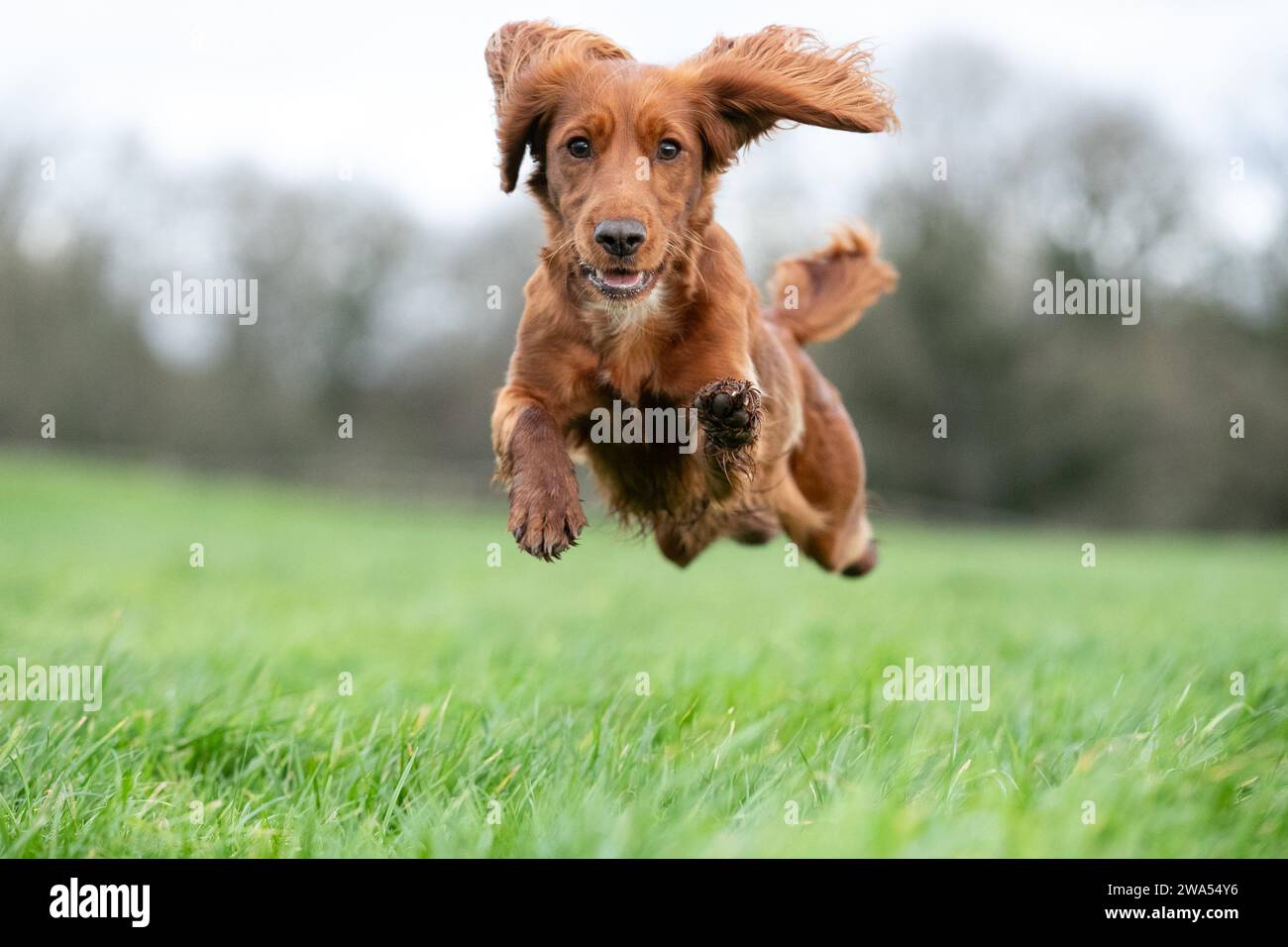 Red Working Cocker Spaniel Banque D'Images