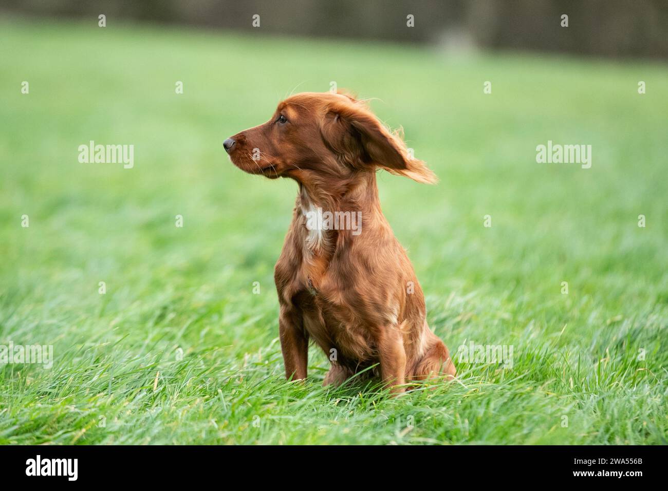 Red Working Cocker Spaniel Banque D'Images