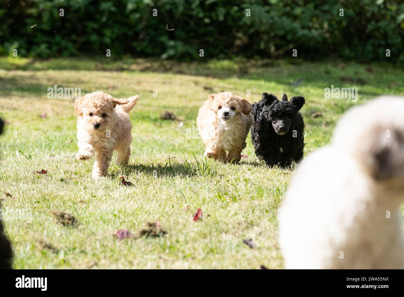 Chiots caniches Banque D'Images