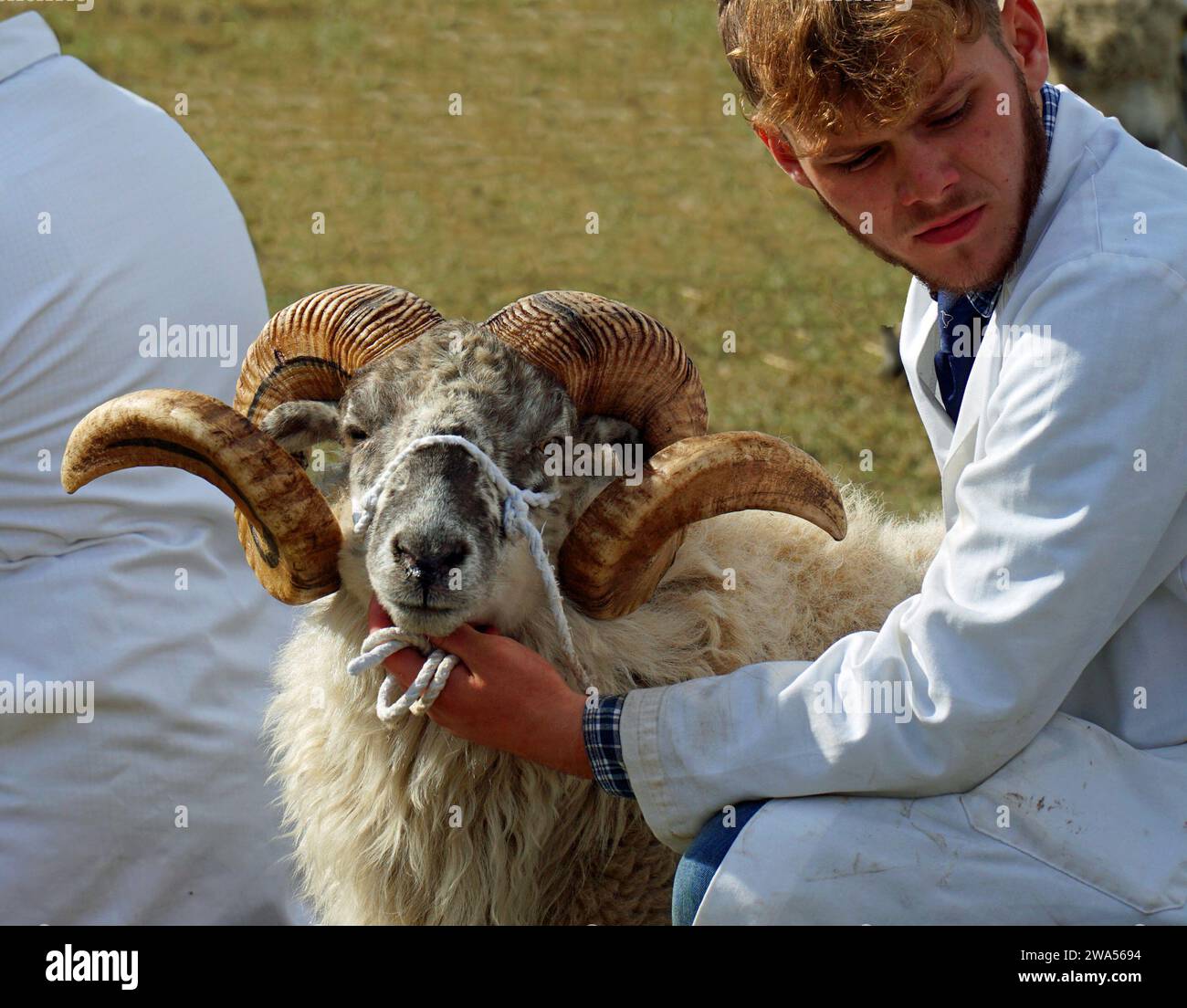 Mouton à cornes longues avec le manipulateur au gros plan. Banque D'Images