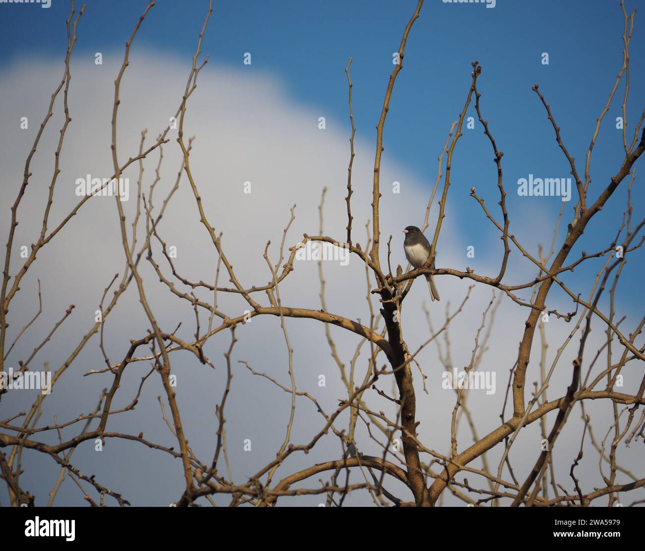 Junco aux yeux foncés dans une cime d'arbre Banque D'Images