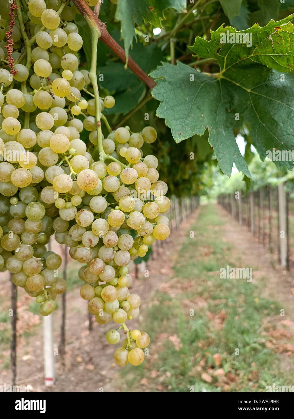 une grappe de raisins prête à être récoltée Banque D'Images