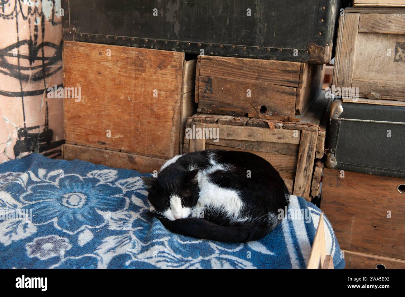 Un chat de rue noir et blanc se boucle sur une couverture à motif bleu chaud pour une sieste matinale. Banque D'Images