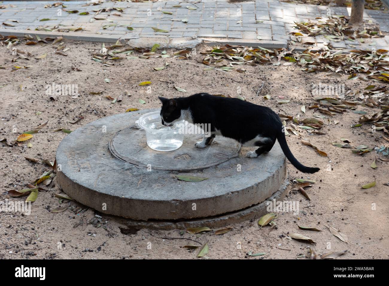 Boissons de chat de rue sauvage noir et blanc dans un bol en plastique d'eau posé sur un couvercle de trou d'homme en ciment dans un trottoir verdoyant. Banque D'Images