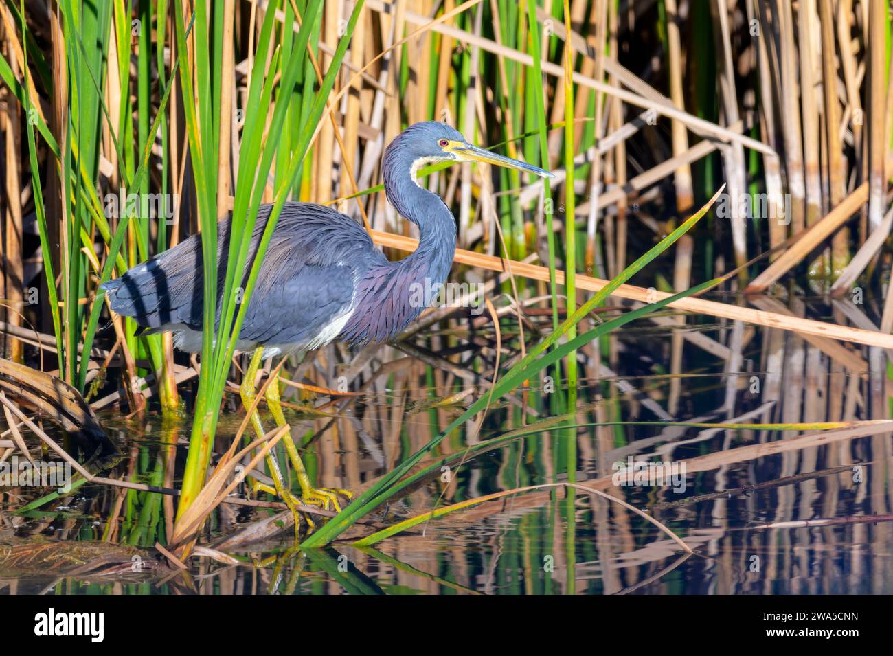 Héron tricolore (Egretta tricolor) dans l'eau, caché dans le roseau, lac Apopka, Floride, USA. Banque D'Images
