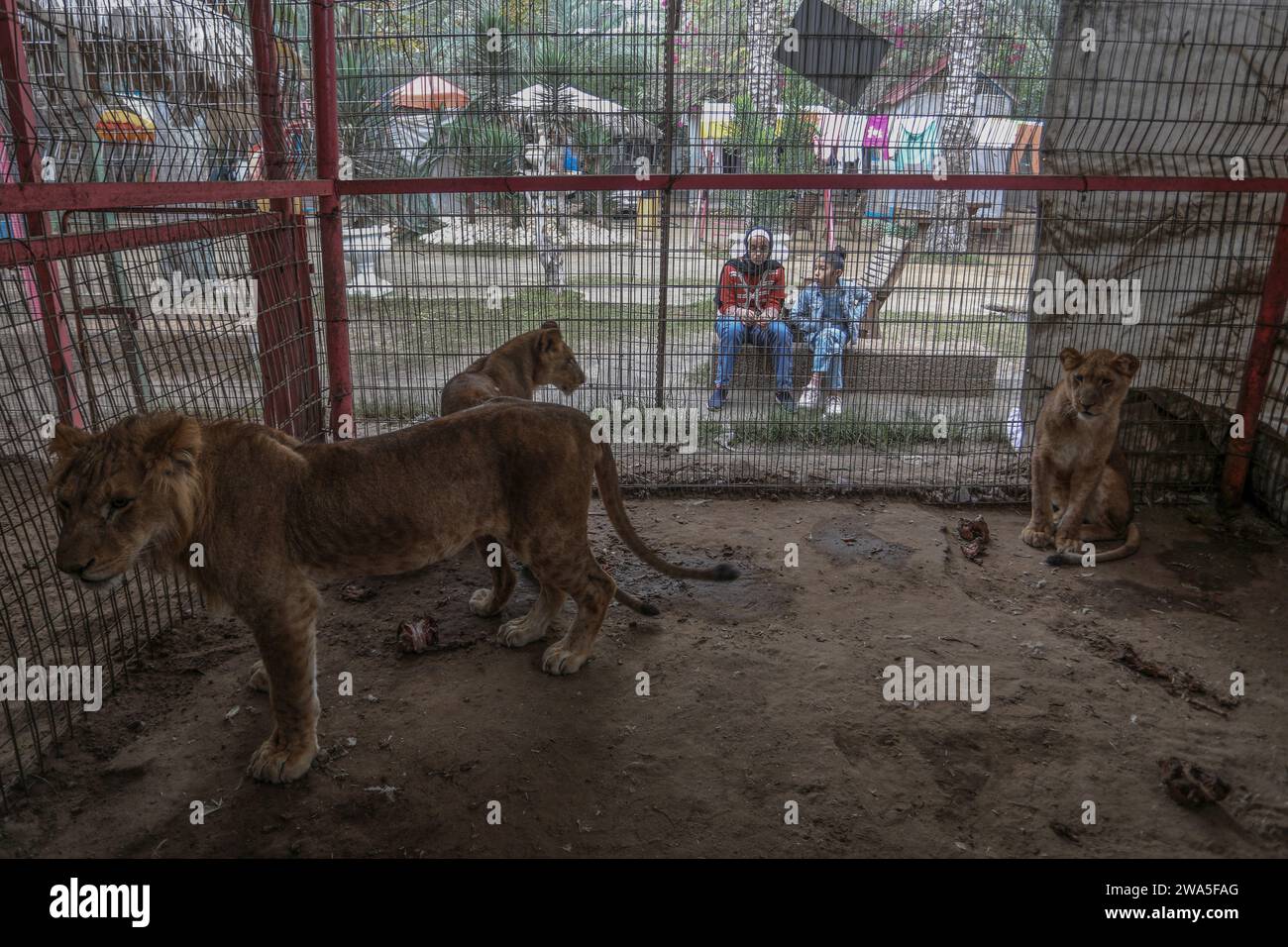 Rafah, Territoires palestiniens. 02 janvier 2024. Des enfants palestiniens observent des lions mal nourris au zoo de Rafah. Alors que la guerre de Gaza se poursuit, le zoo souffre d'un manque de nourriture pour les animaux, causant la mort de certains petits lions, singes et oiseaux. Crédit : Abed Rahim Khatib/dpa/Alamy Live News Banque D'Images