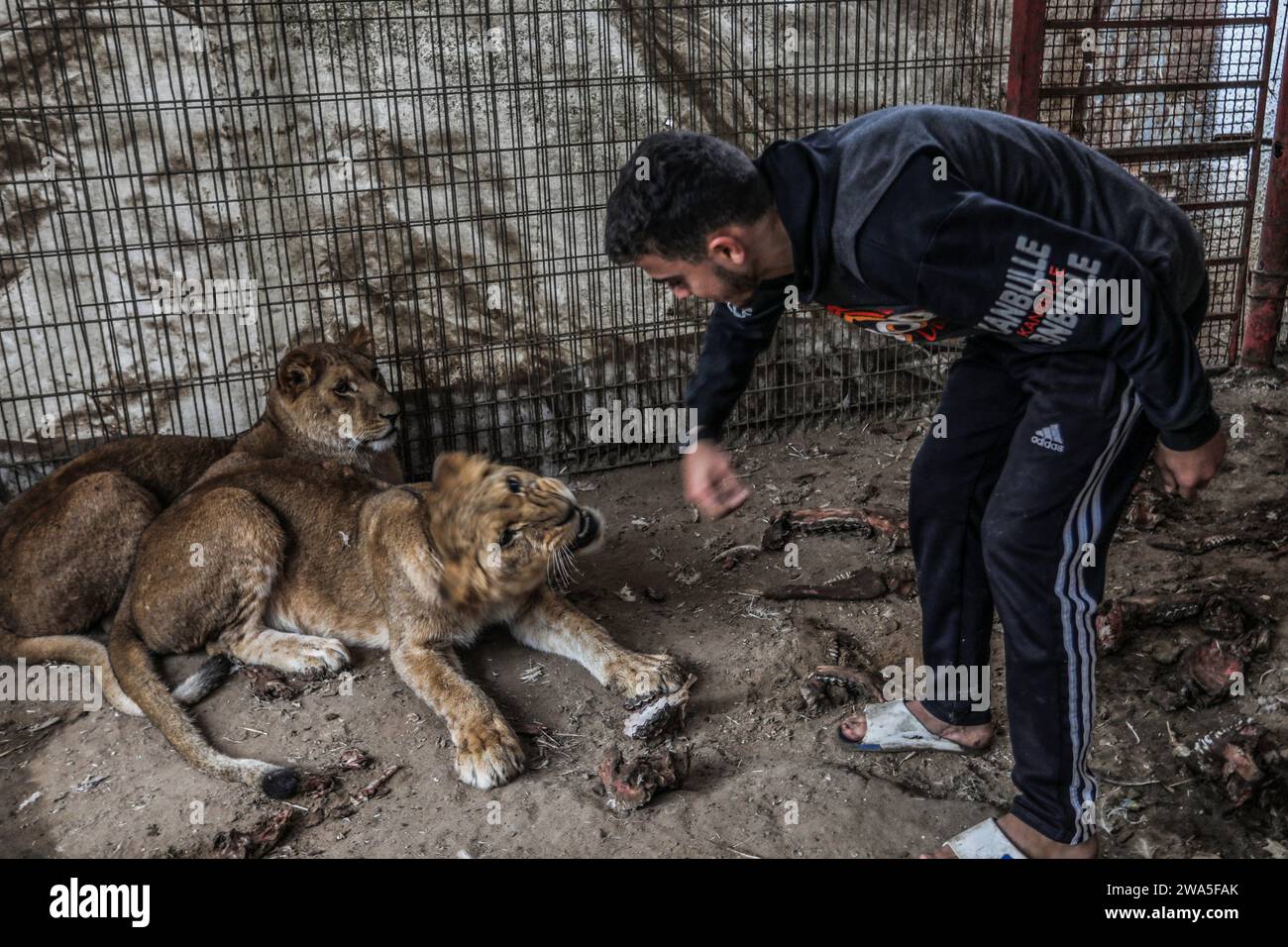 Rafah, Territoires palestiniens. 02 janvier 2024. Un gardien de zoo photographié avec des lions mal nourris au zoo de Rafah. Alors que la guerre de Gaza se poursuit, le zoo souffre d'un manque de nourriture pour les animaux, causant la mort de certains petits lions, singes et oiseaux. Crédit : Abed Rahim Khatib/dpa/Alamy Live News Banque D'Images