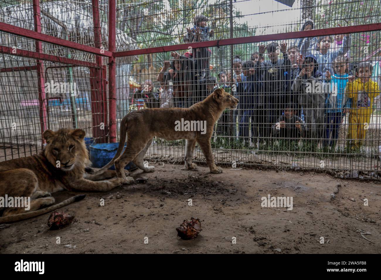 Rafah, Territoires palestiniens. 02 janvier 2024. Des enfants palestiniens observent des lions mal nourris au zoo de Rafah. Alors que la guerre de Gaza se poursuit, le zoo souffre d'un manque de nourriture pour les animaux, causant la mort de certains petits lions, singes et oiseaux. Crédit : Abed Rahim Khatib/dpa/Alamy Live News Banque D'Images