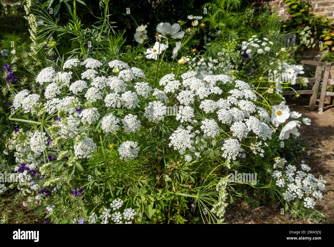 Gros plan de fleurs blanches ammi majus fleurissant dans une frontière d'été mixte Angleterre Royaume-Uni GB Grande-Bretagne Banque D'Images