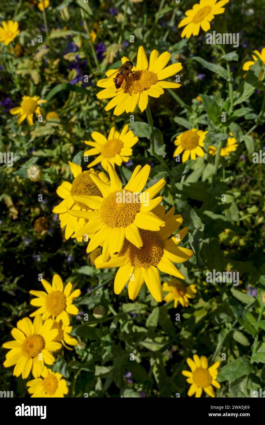 Gros plan des marigolds de maïs jaune chrysanthemum segetum fleur fleurs fleuries dans un jardin de fleurs sauvages frontière été Angleterre Royaume-Uni Grande-Bretagne Banque D'Images