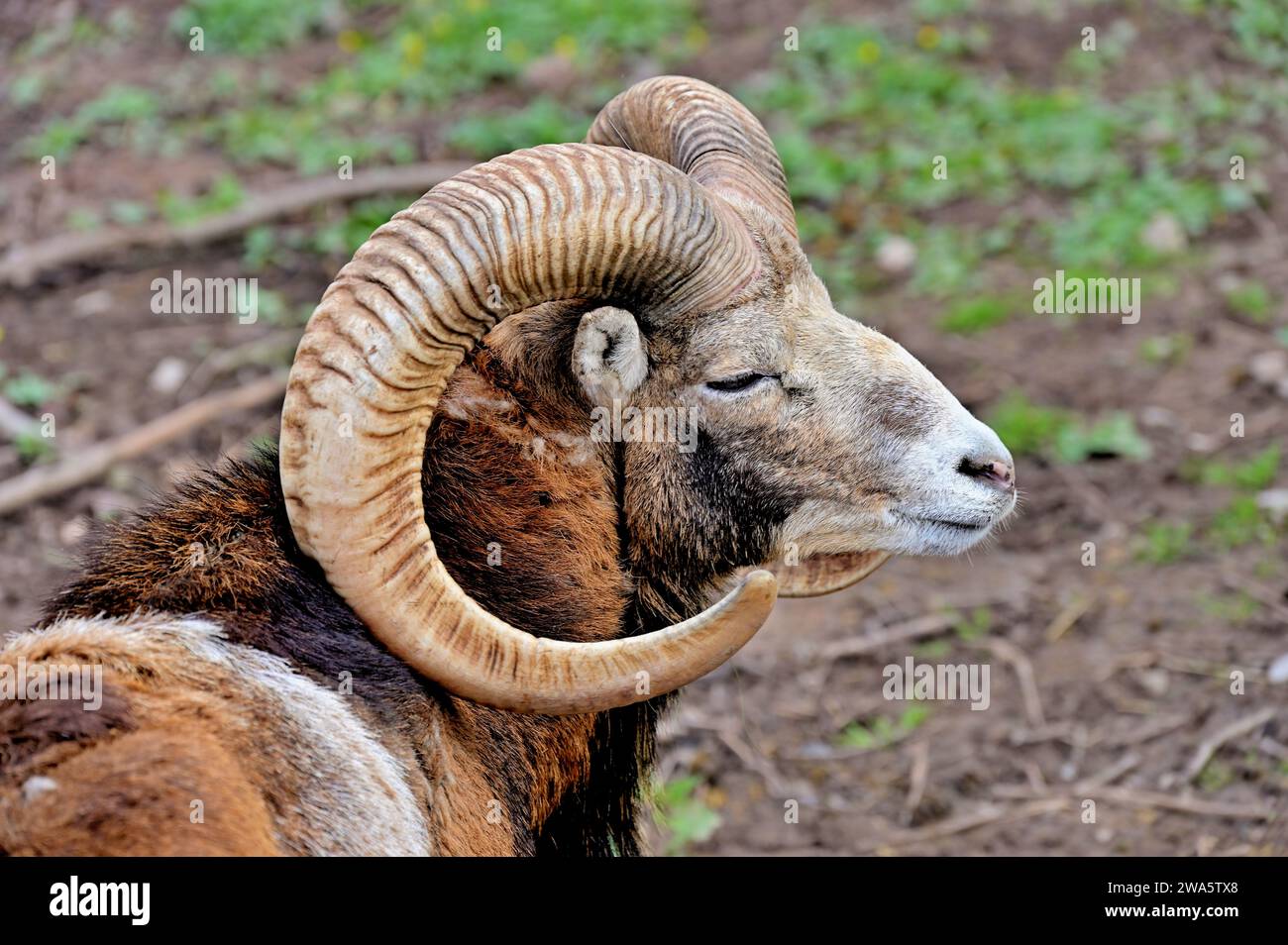 Gros plan de la tête d'un bélier avec d'énormes cornes du mouflon européen (Ovis gmelini musimon) Banque D'Images