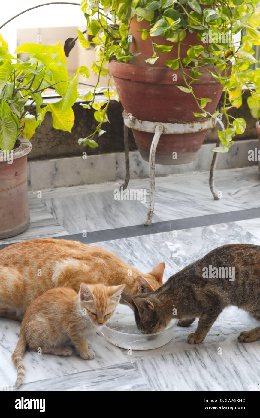 mère chat mangeant de la nourriture avec ses deux chatons Banque D'Images