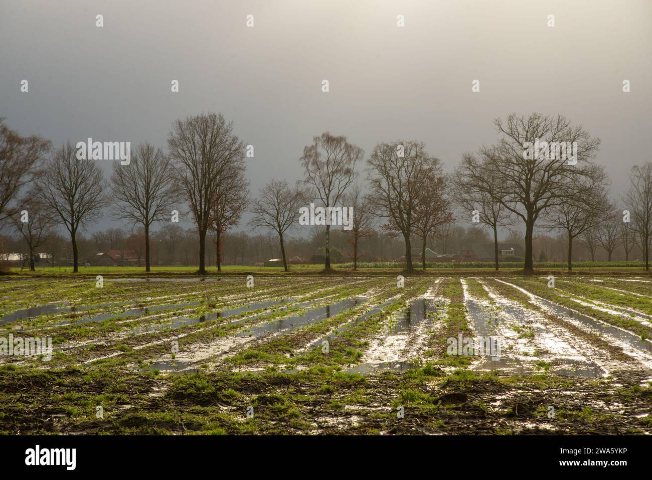 Terres agricoles inondées à Gelderland, Hollande Banque D'Images