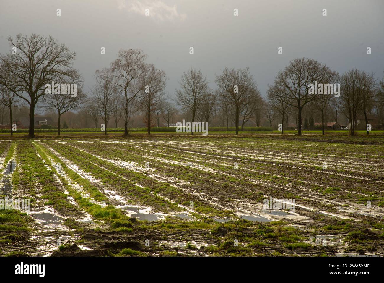 Terres agricoles inondées à Gelderland, Hollande Banque D'Images