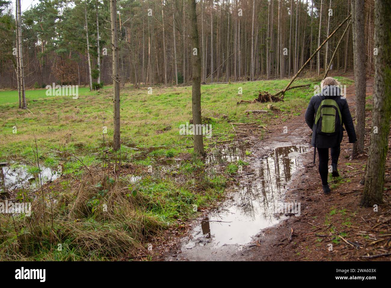 Chemin inondé dans la forêt d'arbres à Gelderland, Hollande Banque D'Images