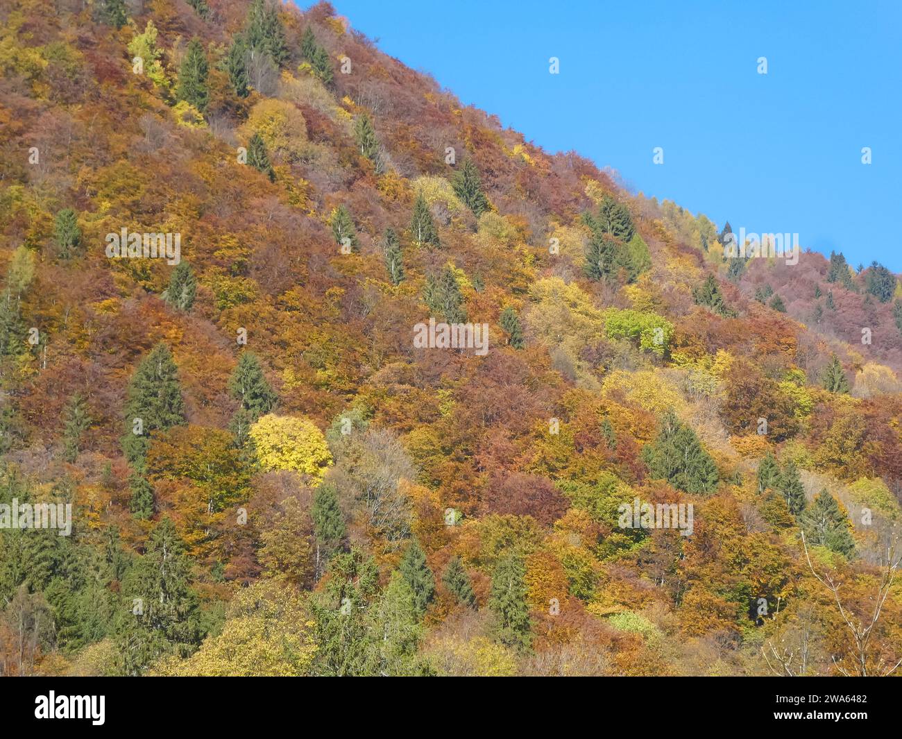 vue sur la montagne avec des arbres au feuillage rouge jaune et orange en automne Banque D'Images