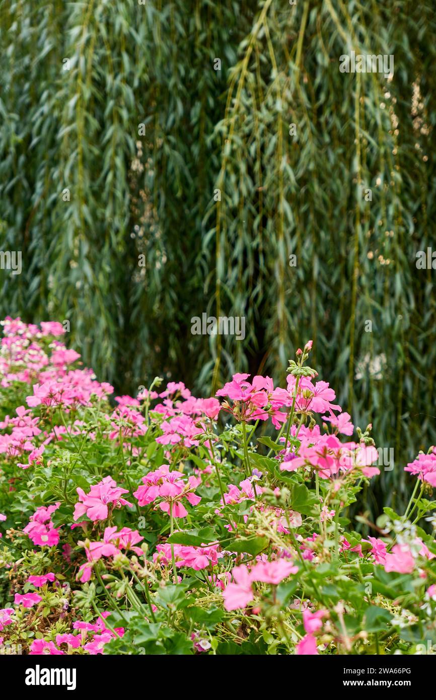 Géraniums à fleurs violettes devant un saule pleureur vert Banque D'Images