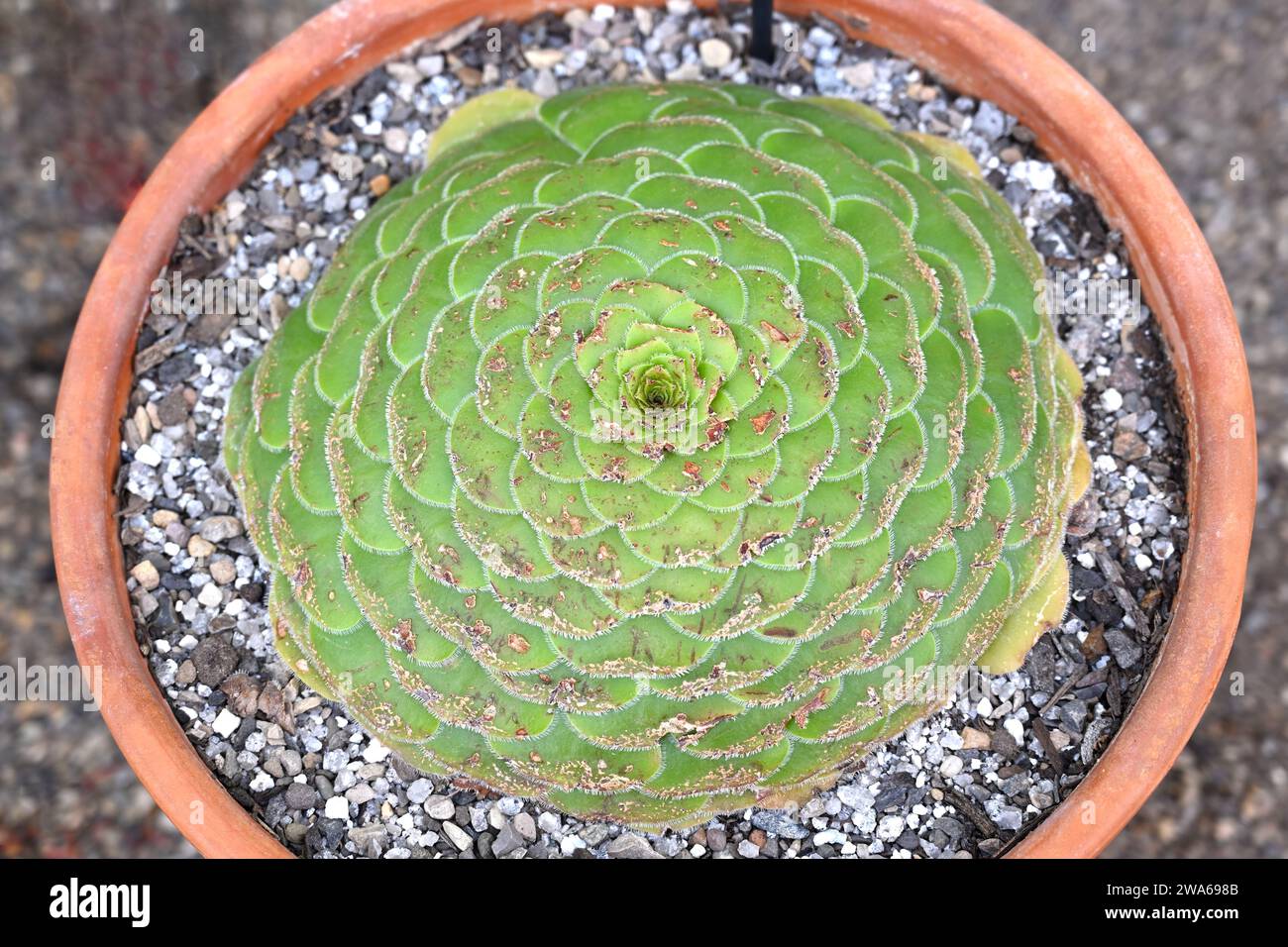 Tabuliforme en Aeonium à dessus plat, ou assiette à dîner Aeonium poussant dans le pot dans la serre britannique septembre Banque D'Images