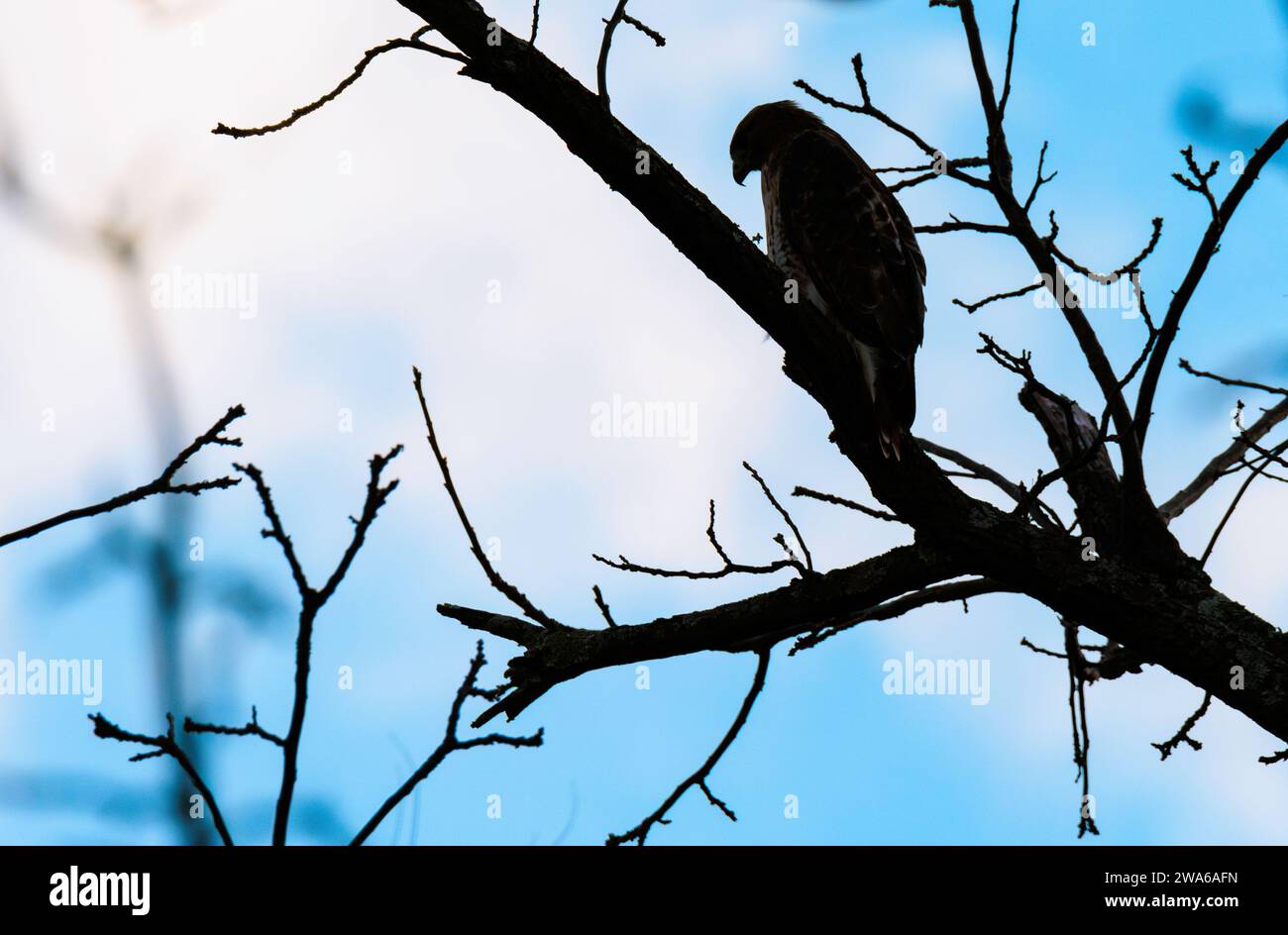 Hawked à queue rouge perché sur un arbre silhouetté contre le ciel bleu du soir Banque D'Images