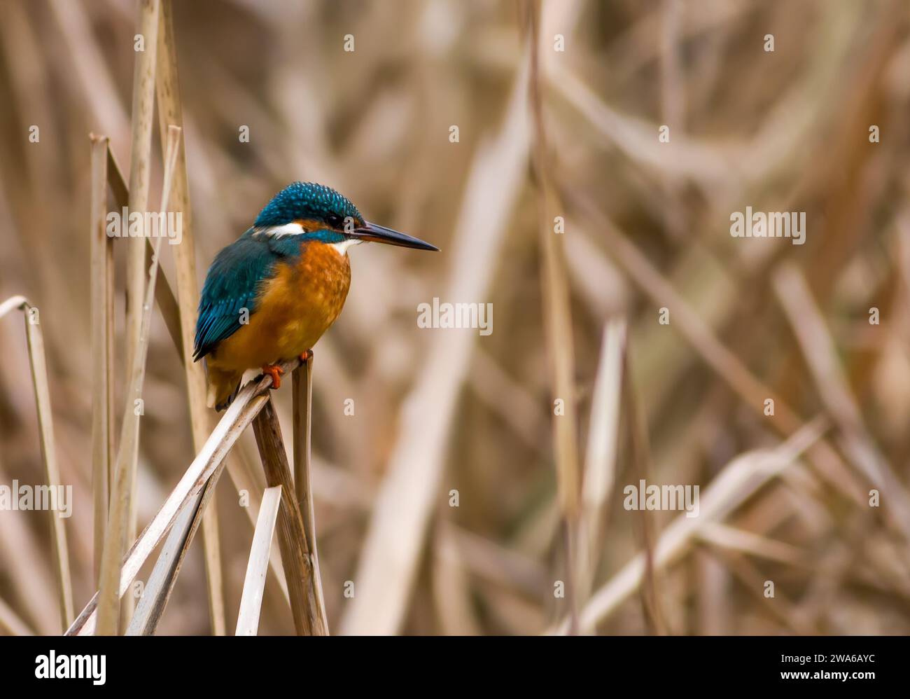 Un kingfisher perché sur une tige de roseau sur un fond de roseaux jaunissant sur le rivage d'un marais Banque D'Images