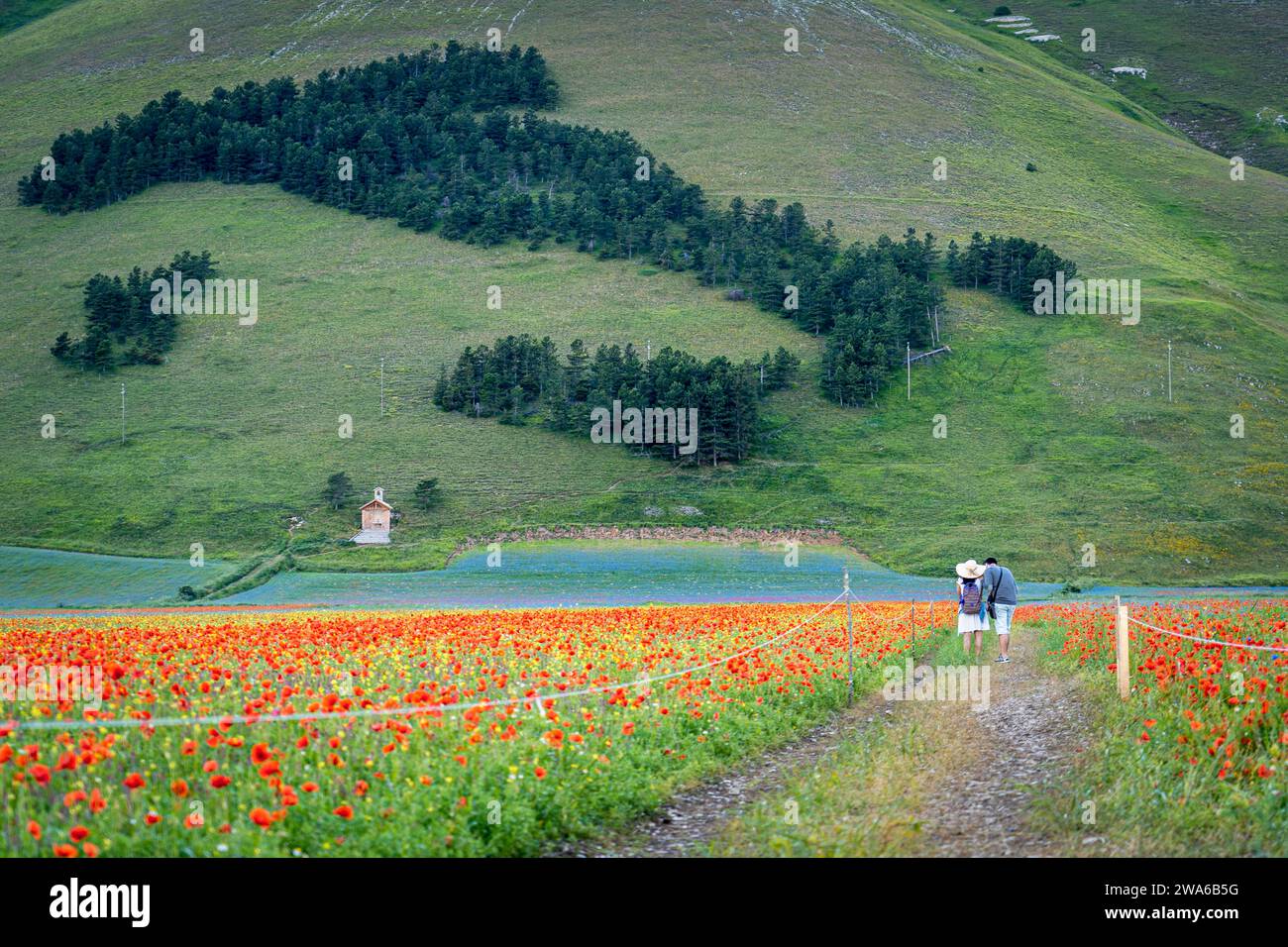 Deux personnes admirent la forme de l'Italie. Castelluccio de Norcia floraison. Parc national Monti Sibillini, district de Pérouse, Ombrie, Italie, Europe. Banque D'Images