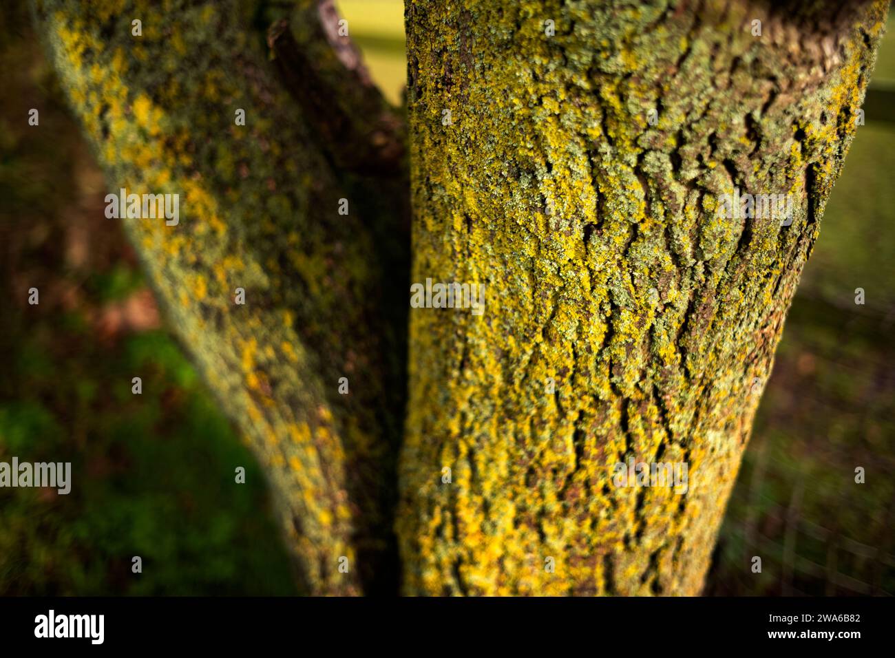 Thaxted Essex UK Lichen and Tree Bark Dec 2023 Banque D'Images