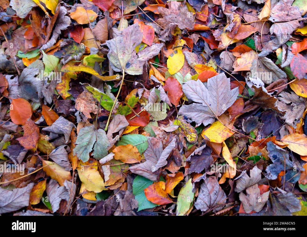 Couleur des feuilles d'automne, Womersley, North Yorkshire, Royaume-Uni Banque D'Images