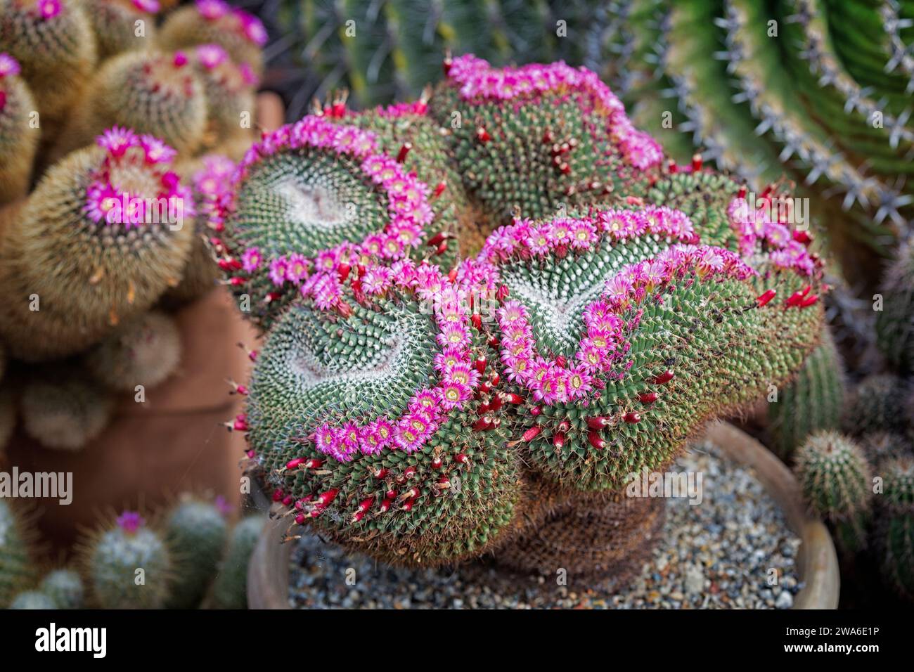 Mammillaria sous forme de crête, lusus, cactus monstrueux, Cactaceae. Plante succulente ornementale. fleur rose. Banque D'Images