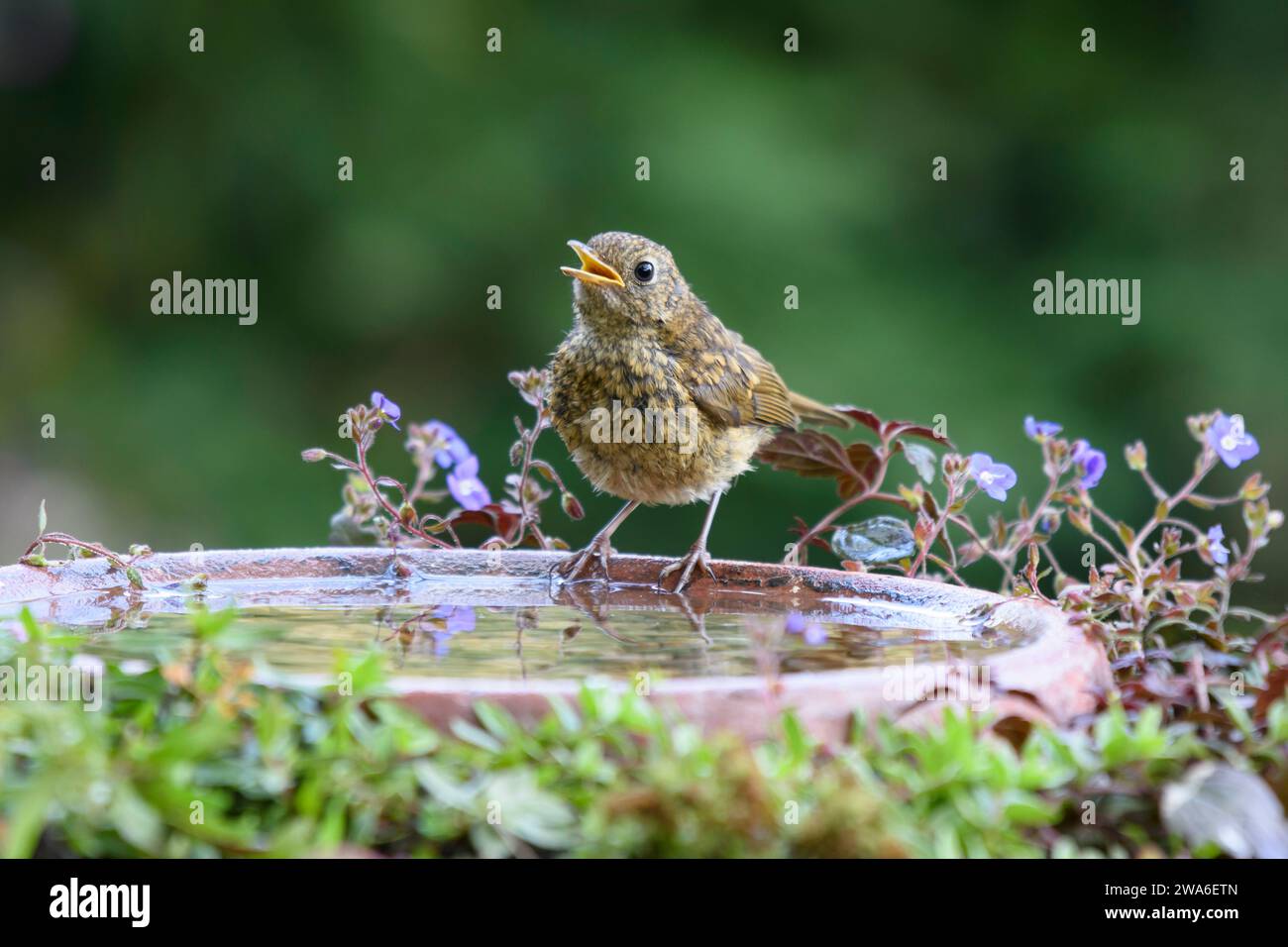 Robin européen erithacus rubecula, juvénile perché sur un bain d'oiseaux de jardin fabriqué à partir d'une soucoupe en pot de plantes, comté de Durham, Angleterre, Royaume-Uni, juillet. Banque D'Images