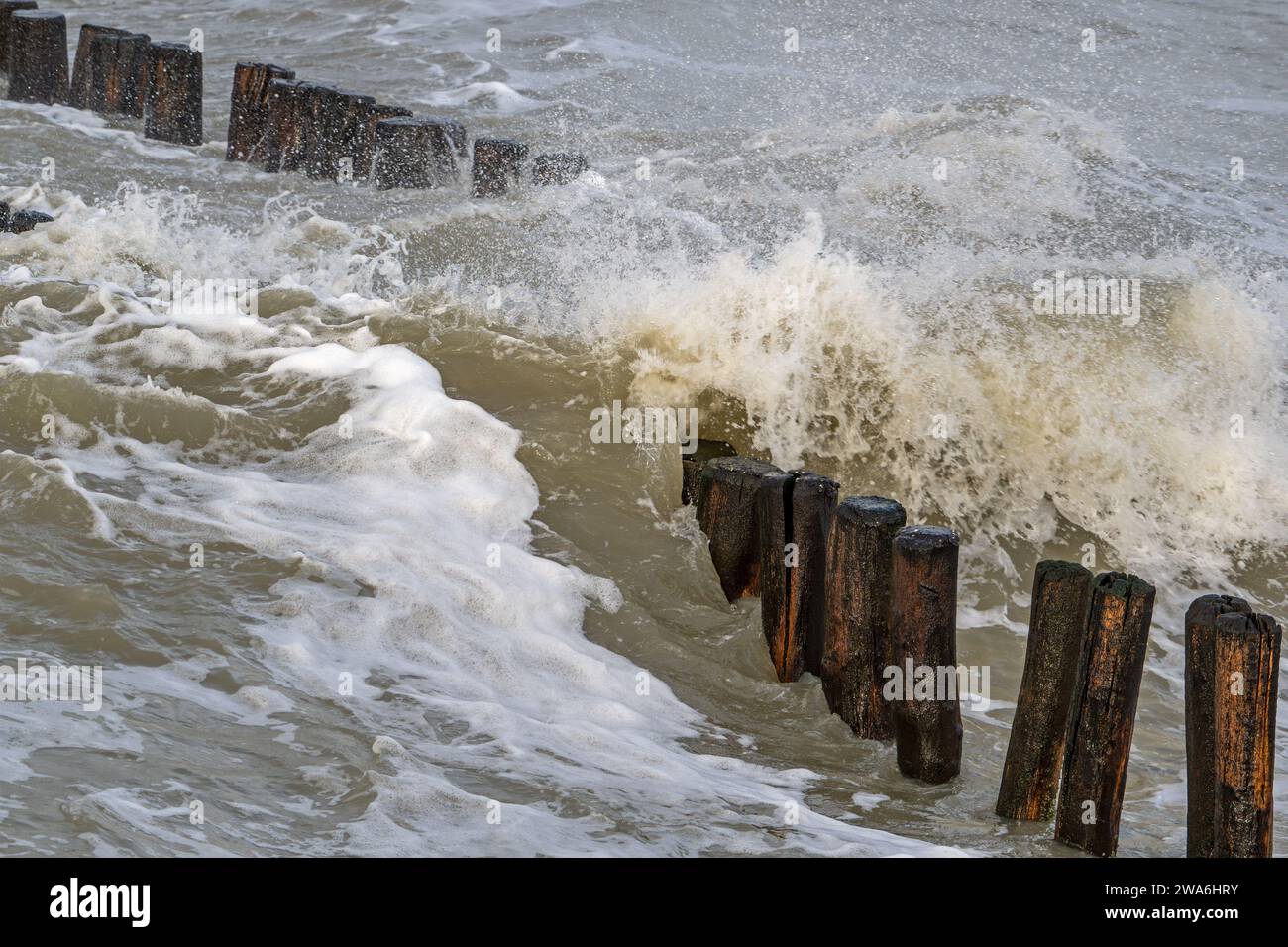 Vague s'écrasant dans le groyne en bois / brise-lames pour éviter l'érosion du sable de plage pendant la tempête hivernale le long de la côte de la mer du Nord en Zélande, aux pays-Bas Banque D'Images