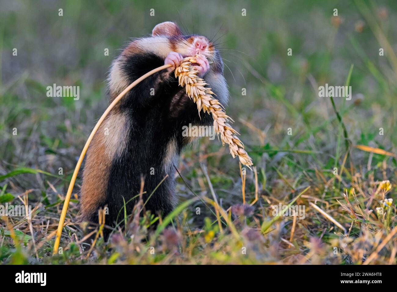 Hamster européen / hamster eurasien / hamster à ventre noir / hamster commun (Cricetus cricetus) mangeant des grains d'épi de blé / épi de blé dans les champs Banque D'Images