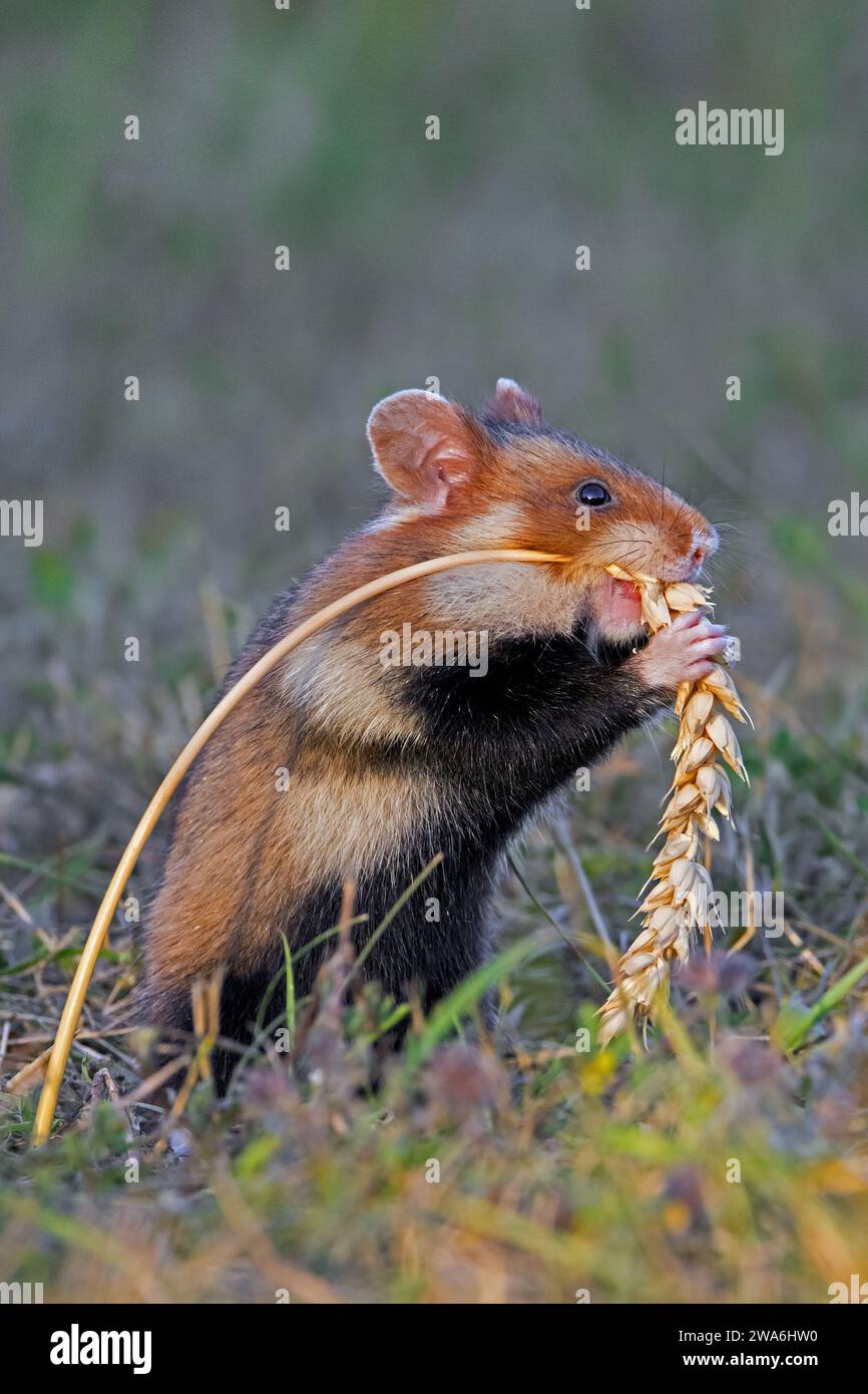 Hamster européen / hamster eurasien / hamster à ventre noir / hamster commun (Cricetus cricetus) mangeant des grains d'épi de blé / épi de blé dans les champs Banque D'Images