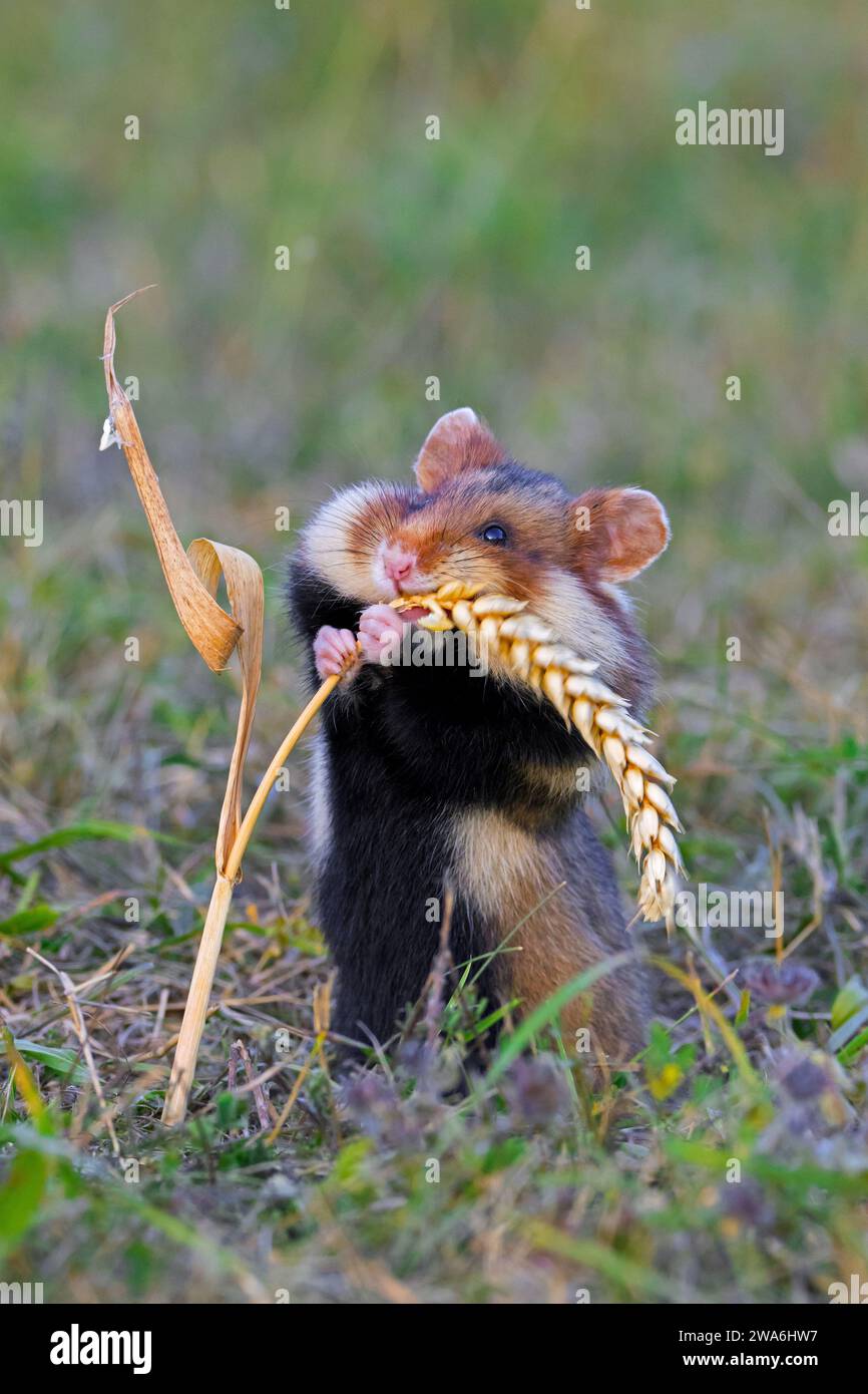 Hamster européen / hamster eurasien / hamster à ventre noir / hamster commun (Cricetus cricetus) mangeant des grains d'épi de blé / épi de blé dans les champs Banque D'Images