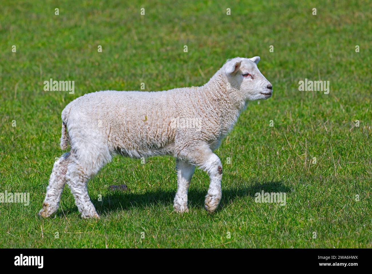 Agneau blanc unique de moutons domestiques dans la prairie / champ au printemps Banque D'Images