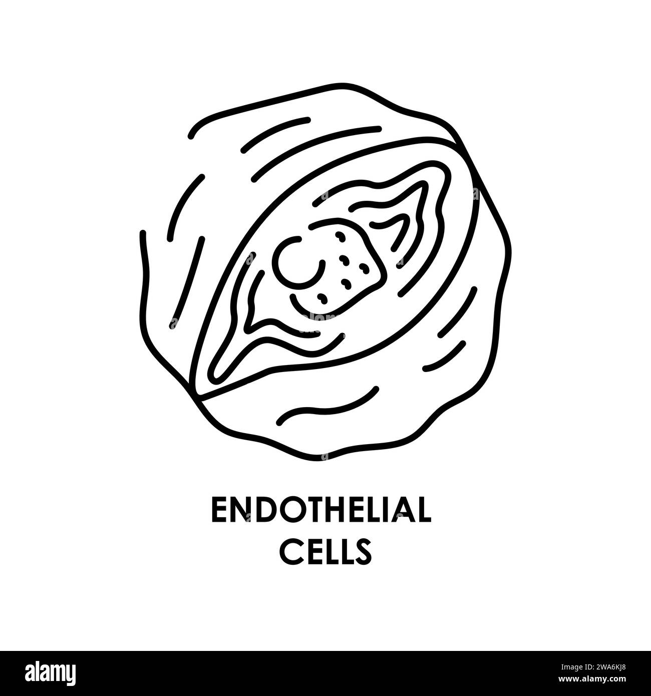 Icône de ligne de couleur de cellule endothéliale humaine. Micro-organismes microbes, bactéries. Elément isolé par vecteur. Contour modifiable. Illustration de Vecteur