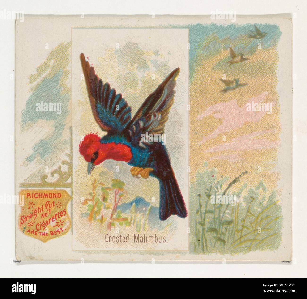 Crested Malimbus, de la série Song Birds of the World (N42) pour Allen & Ginter cigarettes 1963 par Allen & Ginter Banque D'Images