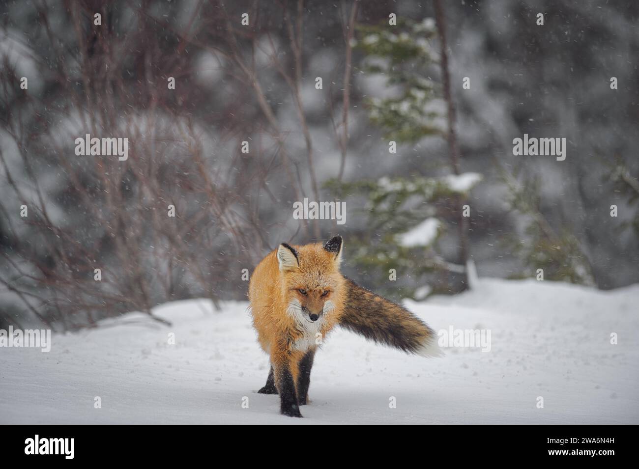 Renard rouge marchant dans la neige Banque D'Images