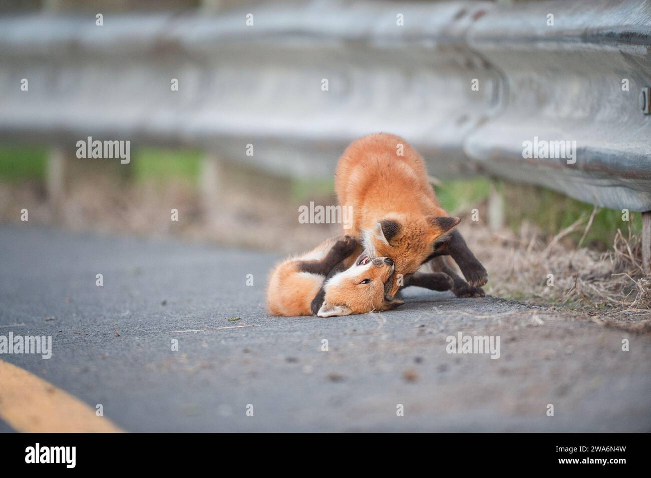 Deux jeunes Red Fox jouant sur une route en été au Canada Banque D'Images