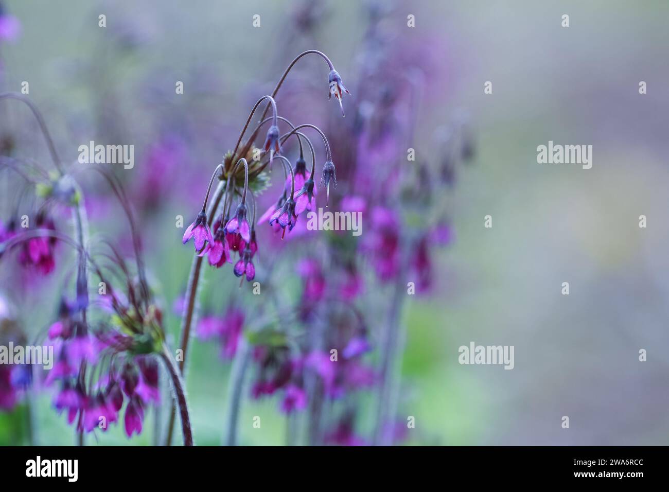 Primula Matthioli, synonyme Cortusa Matthioli, parfois appelé cloches alpines est une plante à fleurs avec une large distribution dans le Paléarctique, à la fois en E Banque D'Images