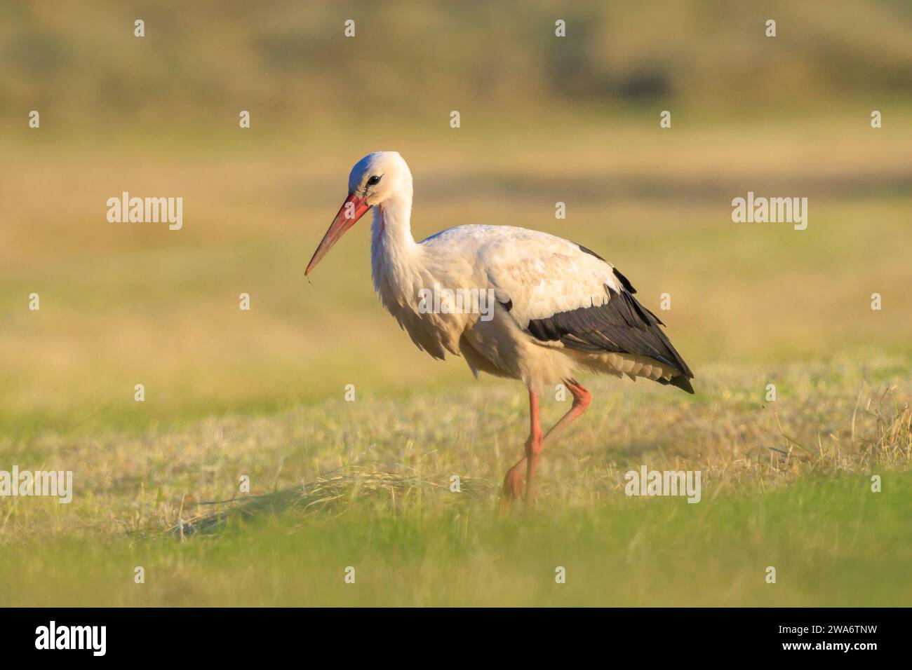 Stork, Ciconia ciconia, recherche de nourriture dans l'herbe sur une rive de rivière. Banque D'Images