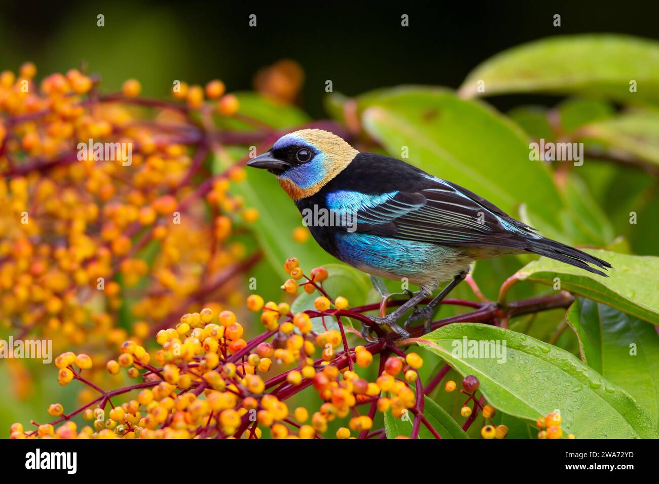 Tanager à capuchon doré (Stilpnia larvata) se nourrissant de fruits Miconia longifolia. Forêt tropicale de plaine, Sarapiquí, pente des Caraïbes, Costa Rica. Banque D'Images