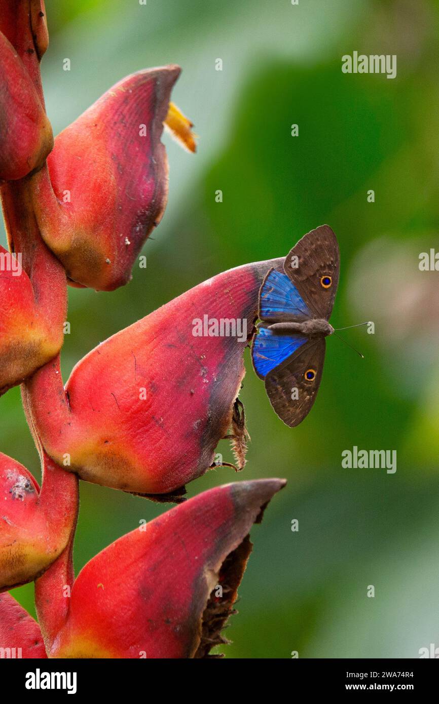 eurybia à ailes bleues (Eurybia lycisca) sur bractée héliconienne. Forêt tropicale de plaine, Station biologique de la Selva, Sarapiquí, pente des Caraïbes, Costa Rica. Banque D'Images