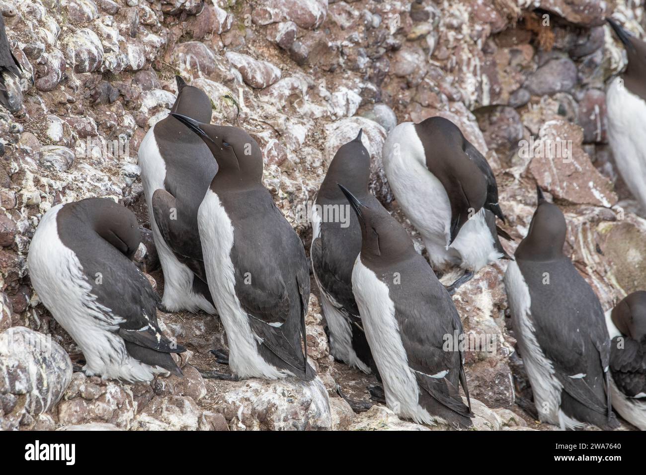 Guillemot, (Uria aalge), Fowlsheugh, Aberdeenshire, Écosse, ROYAUME-UNI Banque D'Images