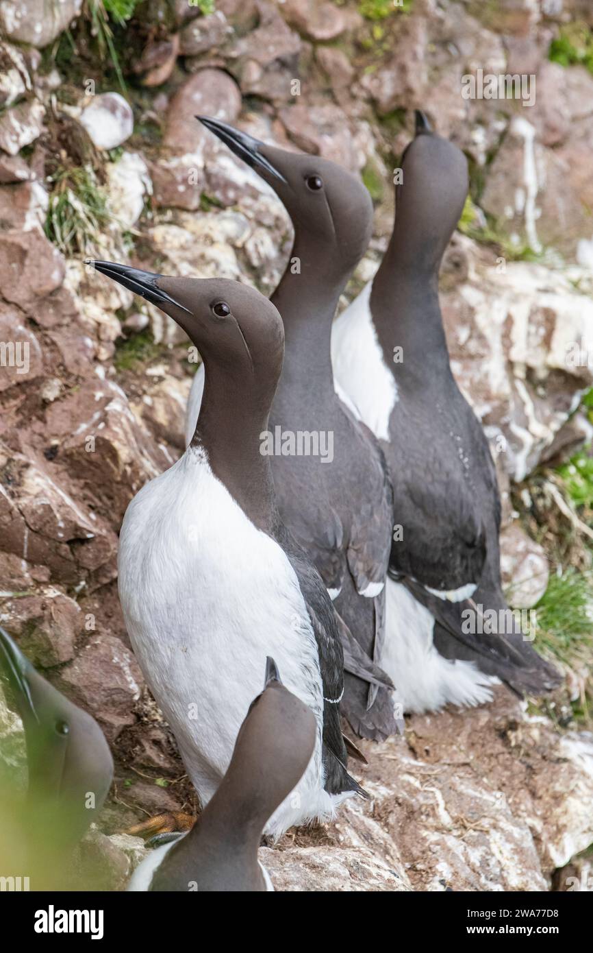 Guillemot, (Uria aalge), Fowlsheugh, Aberdeenshire, Écosse, ROYAUME-UNI Banque D'Images