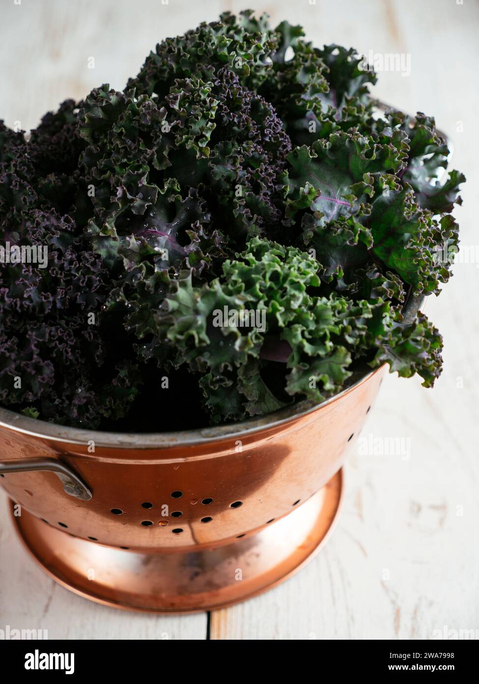 Feuilles fraîches d'une variété de chou allemand appelé Lippischer Braunkohl ou Lippische Palme. Banque D'Images