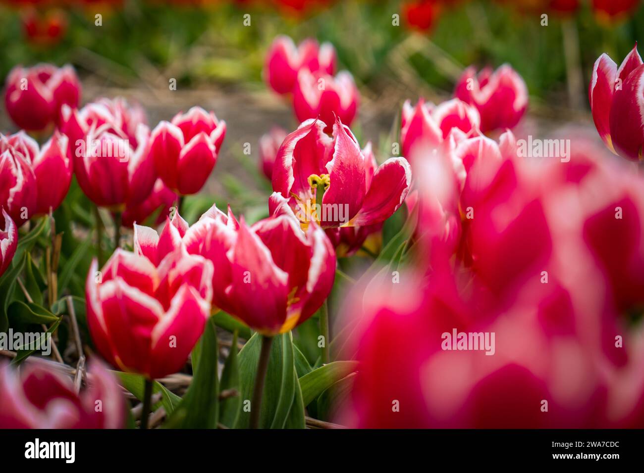 Tulipe rose dans le jardin Banque D'Images