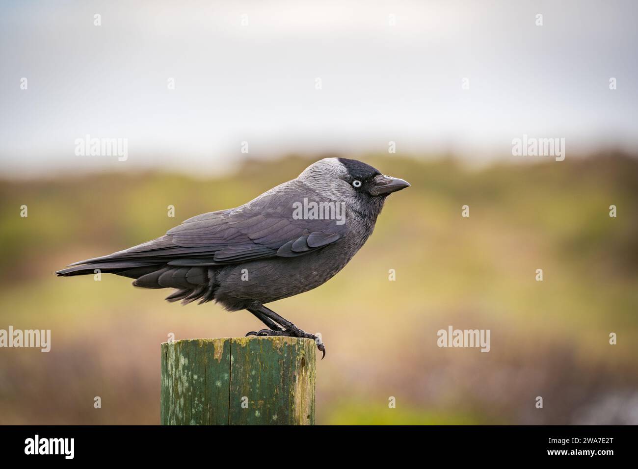 crow assis sur une clôture en bois Banque D'Images