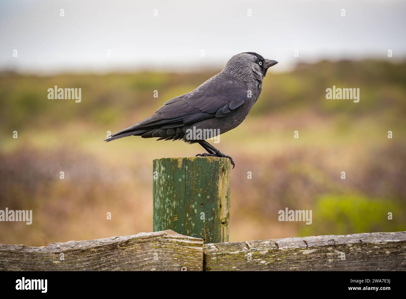 corbeau noir assis sur la clôture en bois avec fond flou Banque D'Images