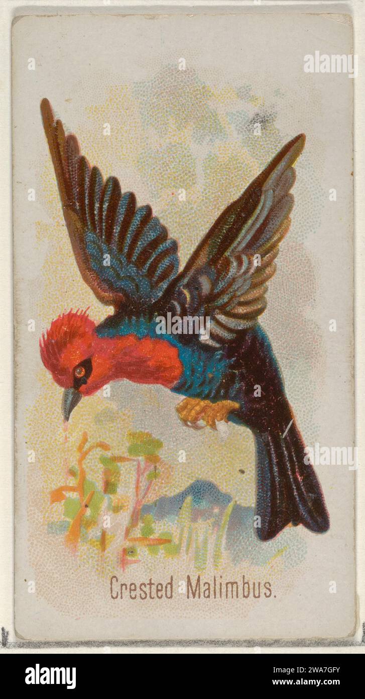 Crested Malimbus, de la série Song Birds of the World (N23) pour Allen & Ginter cigarettes 1963 par George S. Harris & Sons Banque D'Images