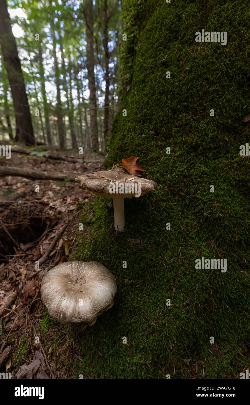 Mousse sur un arbre près des champignons dans une forêt au début de l'automne Banque D'Images